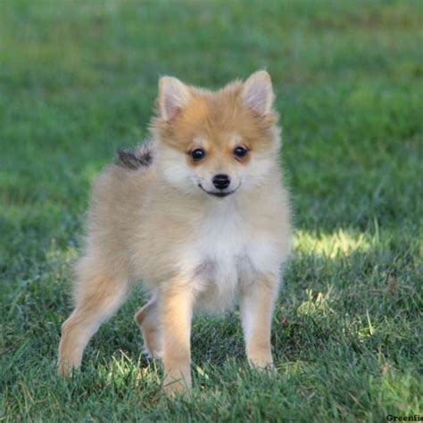 Pomchi puppies for sale - Puppy Tip. Always provide your puppy with clean, fresh water at all times. Make sure to frequently wash water and food dishes. Puppies.com will help you find your perfect Pomchi puppy for sale in Houston, TX. We've connected loving homes to reputable breeders since 2003 and we want to help you find the puppy your whole family will love.